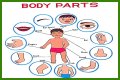 Body part with a pupil